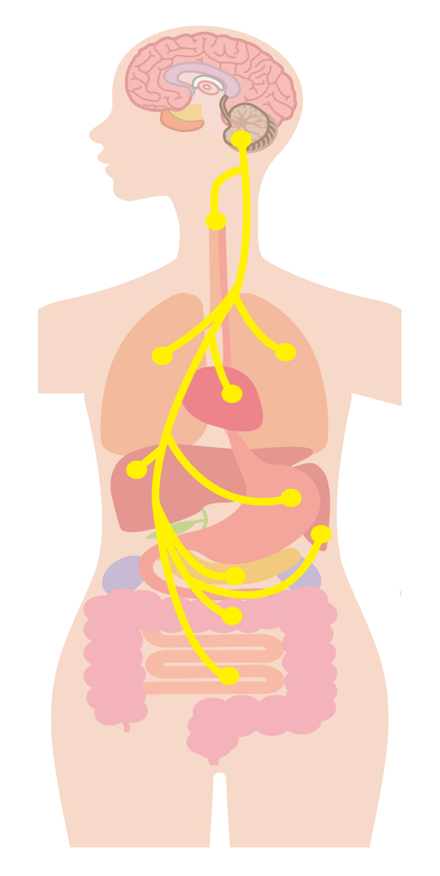 黄色の線が迷走神経。脳から体中に張り巡らされていて、いろいろな臓器に関係している