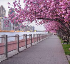 NY市で桜を見るならここ！-2025年春-その１