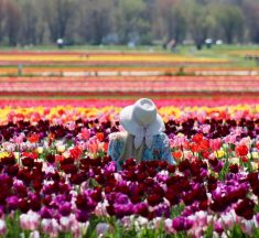 8百万本のチューリップが咲く絶景　NYから75分、春限定の“花の楽園”