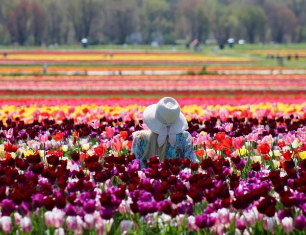 8百万本のチューリップが咲く絶景　NYから75分、春限定の“花の楽園”