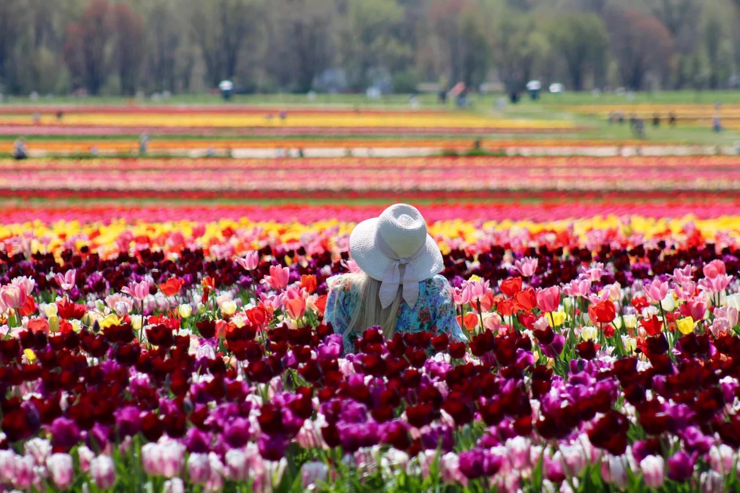 8百万本のチューリップが咲く絶景 NYから75分、春限定の“花の楽園