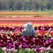 8百万本のチューリップが咲く絶景　NYから75分、春限定の“花の楽園”